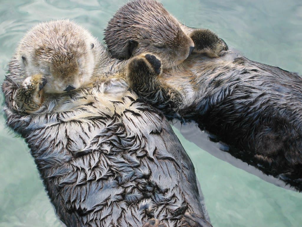 Sea otters holding paws